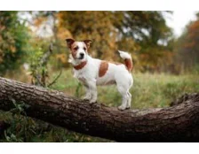 Особенности породы собаки Джек Рассел