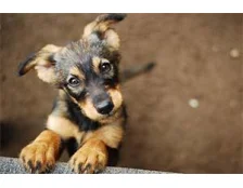 Клички для собак мальчиков — Легкие и красивые