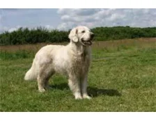 Самые большие породы собак в мире — ТОП-16