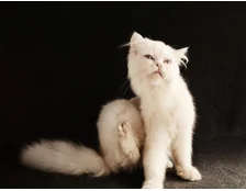 Как лечить аллергию у кошек — Обзор