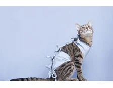 В каком возрасте лучше делать кастрацию кота