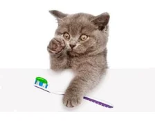 Как почистить зубы кошке - Советы