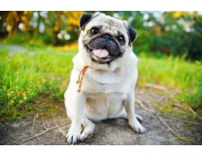 Собака породы мопс