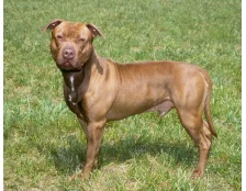 Порода собак - Питбультерьер