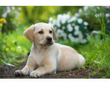 Порода собак лабрадор