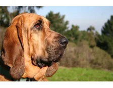 Порода собак бладхаунд