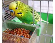 Рейтинг кормов для попугаев