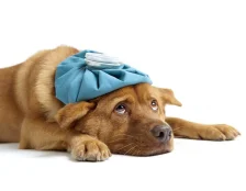 Рвота у собак