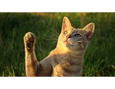 Клички для кошек девочек