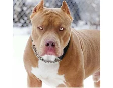 Топ 10 самых опасных пород собак в мире