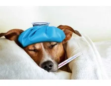 Температура у собак