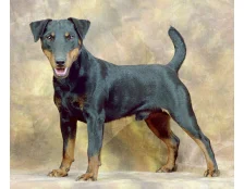 Порода собак ягдтерьер