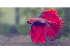 Рыбка петушок