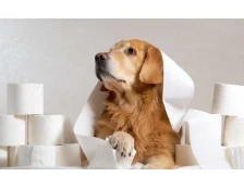 Понос у собаки