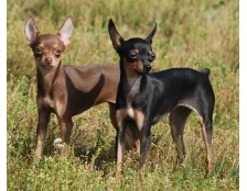 Собака породы русский той терьер