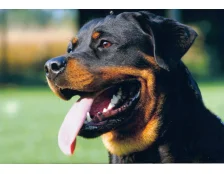 Порода собаки ротвейлер