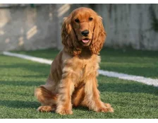 Кокер спаниель