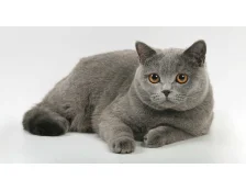 Британская короткошерстная кошка