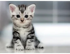 Что делать если закисают глаза у котенка