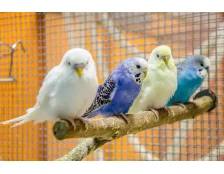 Сколько лет живут волнистые попугаи