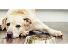 Собака не ест