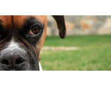 Бойцовские породы собак