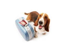 Правила перевозки животных