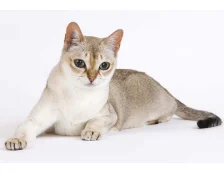 Самая маленькая порода кошек