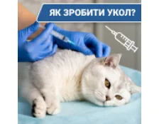 Как сделать укол коту