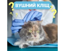 Ушной клещ у кошек