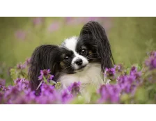 Имена для собак девочек