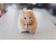 Сколько лет живут хомяки в домашних условиях