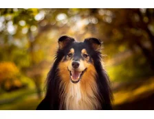 Лучшие породы собак для детей