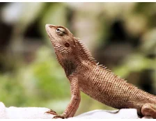 Чем можно кормить ящерицу