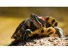 Чем кормить красноухих черепах