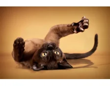 Как правильно подстричь когти кошке