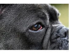 Красные глаза у собак