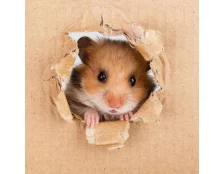 Имена для хомяков