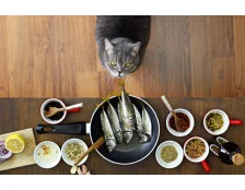 Можно ли кормить кошку рыбой