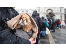 Помощь животным во время войны