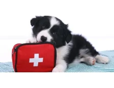 Что положить в аптечку четвероногого