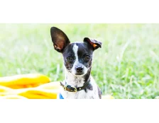 Правила безопасности для животных