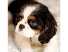 Чем отличаются наполнители для туалетов для собак и кошек