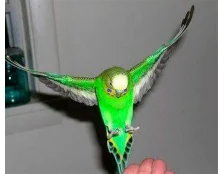 Как научить попугая говорить