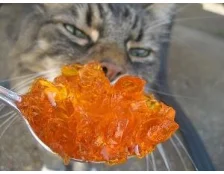 Из чего делают корм для кошек