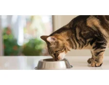 Особенности кормления кастрированных котов