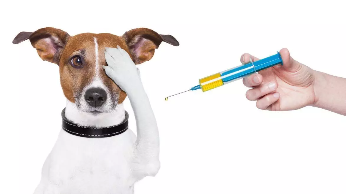 Цукровий діабет у собаки