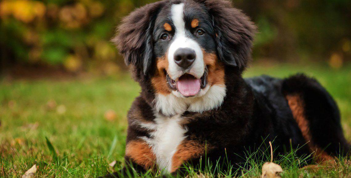 Бернський зенненхунд