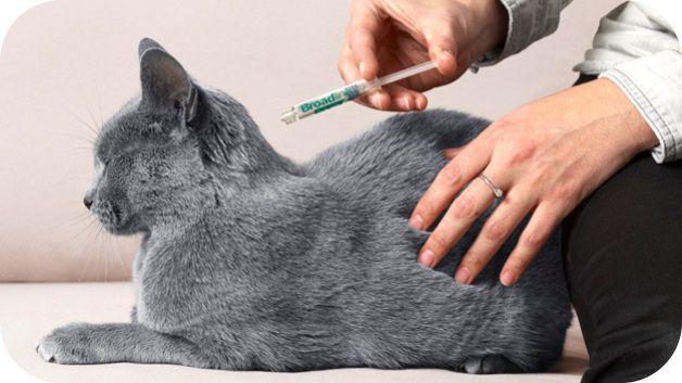 Бродлайн - новинка у захисті від зовнішніх та внутрішніх паразитів у котів!