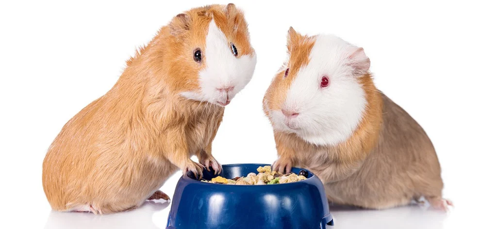 Раціональне харчування морської свинки